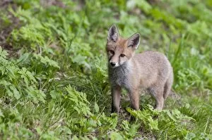 Images Dated 7th July 2013: Fox -Vulpes vulpes-, pup standing in a meadow, Tyrolean Unterland, Tyrol, Austria