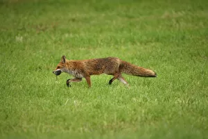 Images Dated 1st July 2011: Fox -Vulpes vulpes- with rat prey, Allgaeu, Bavaria, Germany, Europe