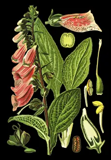 Images Dated 8th April 2019: foxglove, common foxglove, purple foxglove, ladys glove