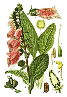 Images Dated 8th April 2019: foxglove, common foxglove, purple foxglove, ladys glove