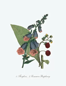 Images Dated 6th July 2016: Foxglove and Common Raspberry Victorian Botanical Illustration