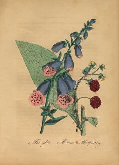Images Dated 6th July 2016: Foxglove and Common Raspberry Victorian Botanical Illustration