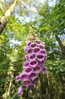 Herbs Prints: Foxglove (Digitalis purpurea), Saxony, Germany, Europe