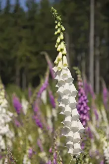 Asteridae Prints: Foxglove (Digitalis purpurea), white and red flowering