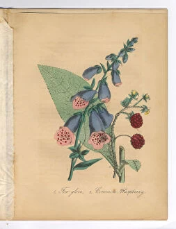 Images Dated 3rd July 2015: Foxglove, Digitalis, and Raspberry Victorian Botanical Illustration