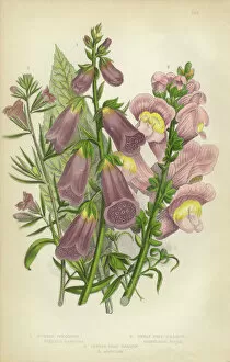 Isolated Collection: Foxglove, Digitalis, Snap Dragon, Antirrhinum, Victorian Botanical Illustration
