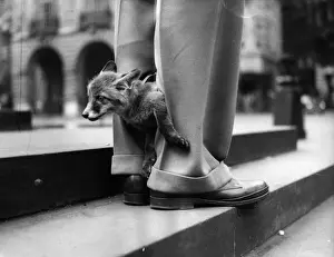 Foxy Trousers; Ten week-old Fox Cub Twentieth Century Fox