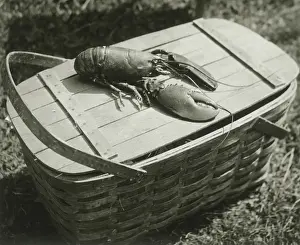 Lobster Prints: FPG (Originally known as Freelance Photographers Guild)