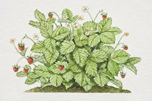 Images Dated 15th June 2006: Fragaria vesca, Wild Strawberry plant