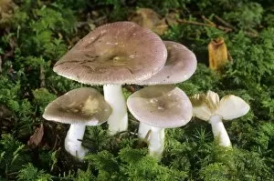 Hans Lang Nature Photography Gallery: Fragile Brittlegill (Russula fragilis) mushroom