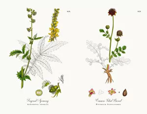 Images Dated 18th December 2017: Fragrant Agrimony, Agrimonia odorata, Victorian Botanical Illustration, 1863