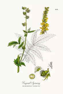Images Dated 23rd October 2017: Fragrant Agrimony, Agrimonia odorata, Victorian Botanical Illustration, 1863