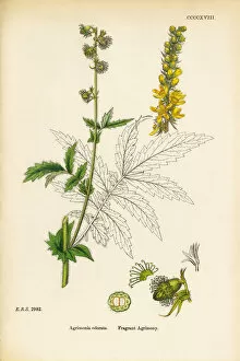 Images Dated 19th September 2017: Fragrant Agrimony, Agrimonia odorata, Victorian Botanical Illustration, 1863