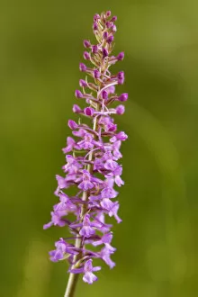 Images Dated 18th July 2009: Fragrant Orchid -Gymnadenia conopsea-, Passo di Costalunga, South Tyrol, Italy, Europe