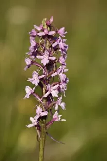 Images Dated 26th June 2011: Fragrant Orchid -Gymnadenia conopsea-, Franconian Switzerland, Bavaria, Germany, Europe