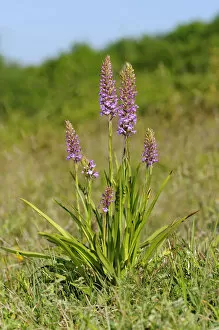 Images Dated 25th May 2011: Fragrant orchid -Gymnadenia conopsea-, terrestrial orchid, Eifel, Germany, Europe