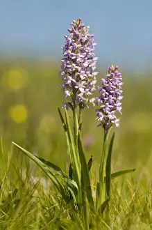 Orchid Prints: Fragrant orchid (Gymnadenia conopsea)
