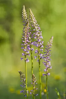 Images Dated 18th June 2013: Fragrant orchid -Gymnadenia conopsea-, flowering, Leutra, Thuringia, Germany