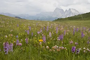 Langkofel Prints: Fragrant Orchid (Gymnadenia conopsea) in front of Plattkofel and Langkofel Mountains
