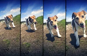 Sequences Collection: A four frame sequence of a walking dog