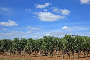 France, Bordeaux vineyard