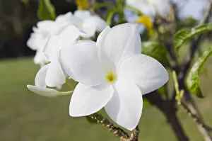 Images Dated 14th March 2012: Frangipani flower -Plumeria-, Ko Samui, Thailand