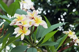 Images Dated 18th March 2012: Frangipani flowers -Plumeria-, Ko Samui, Thailand