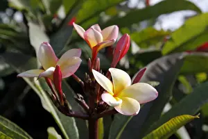 Variety Prints: Frangipani (Plumeria), flower, Madeira, Portugal, Europe