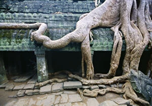 Images Dated 8th March 2010: Frangipani tree roots wrapping an Angkor Wat wall
