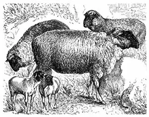 Images Dated 6th September 2016: Franken sheep