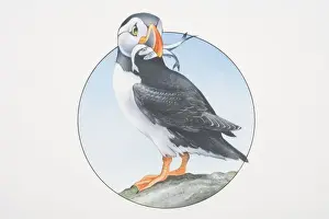 Prints of Fratercula arctica, Atlantic Puffin perched on a rock holding fish in its beak Fascinating Puffin Prints: Fratercula arctica, Atlantic Puffin perched on a rock holding fish in its beak