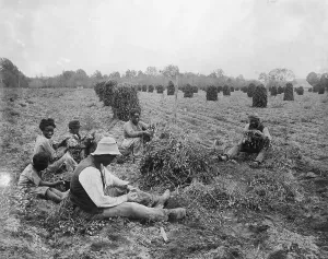 Virginia Prints: Freed Slaves Harvesting Peanuts