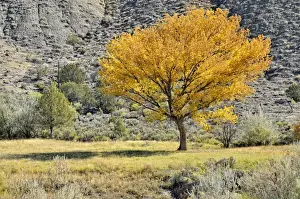 Fremont cottonwood or Alamo cottonwood tree -Populus fremontii-, in the Adobe Buttes, George Creek Road, Eckert near Cedaredge, Colorado, USA