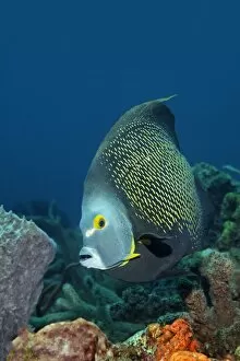 Images Dated 7th September 2014: French Angelfish -Pomacanthus paru- above coral reef, Little Tobago, Trinidad and Tobago