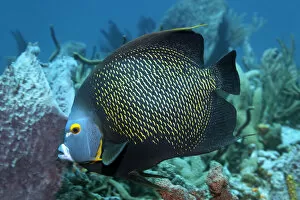 Images Dated 7th September 2014: Two French Angelfishes -Pomacanthus paru- above coral reef, Little Tobago, Trinidad and Tobago