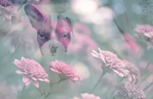 Images Dated 9th June 2017: French Bull Dog Puppy and Flower Double Exposure