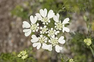 French Cow Parsley -Orlaya grandiflora-, flowering, native to the Mediterranean, Thuringia, Germany