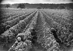 Brewing And Winemaking Prints: French Vineyard