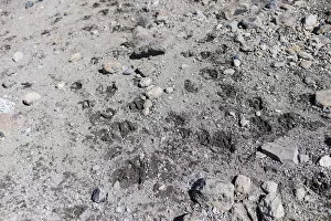 Images Dated 13th February 2016: Fresh animal spoor at high elevation, Northern Circuit, Mount Kilimanjaro, Kilimanjaro Region