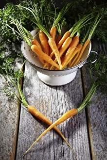 Images Dated 25th May 2012: Fresh carrots, carrots in a colander on rustic wood