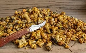 Images Dated 4th July 2012: Fresh chanterelles or golden chanterelles -Cantharellus cibarius-, uncleaned, with mushroom knife