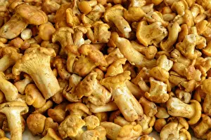 Higher Fungus Prints: Fresh chanterelles or golden chanterelles -Cantharellus cibarius-, cleaned