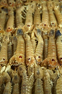 Images Dated 2nd October 2012: Fresh Connoce prawns, fish market, Rialto, Venice, Italy, Europe