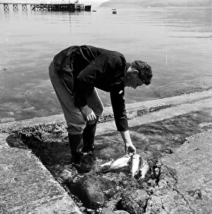 Angling Prints: Fresh Fish