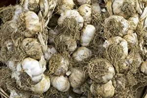 Images Dated 2nd January 2012: Fresh garlic, Campania, Italy, Europe
