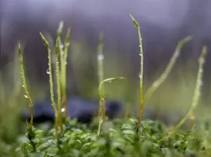 Raindrop Gallery: fresh green moss