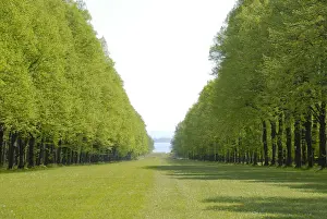 Park Man Made Space Prints: Fresh green, park, with forest aisle and lawn at Herrenchiemsee in the spring