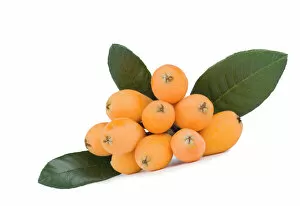 Life Collection: Fresh loquat (Eriobotrya) fruits and green leaves