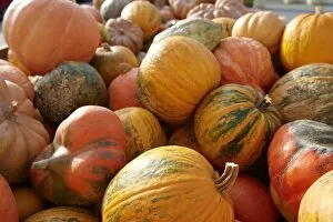 Images Dated 8th September 2012: Fresh whole pumpkins and squashes