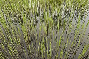 Fresh reeds at a brick pond, Austria, Europe